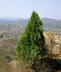 Oriental arborvitae (Platycladus orientalis) plant