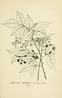 bear huckleberry