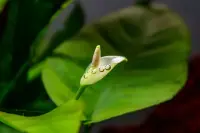 Anubias barteri plant leaf