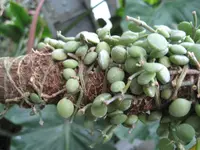 String of Nickels (Dischidia nummularia) plant