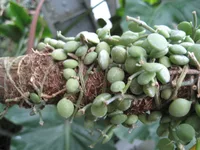String of Nickels (Dischidia nummularia) plant
