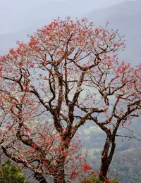 Illawarra Flame Tree (Brachychiton acerifolius) plant