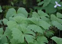 Vanillaleaf