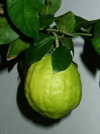 citron