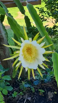 Dragonfruit