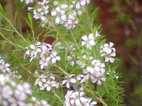 Confetti bush