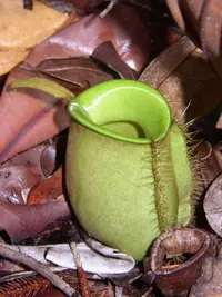 Flask-Shaped Pitcher-Plant (Nepenthes ampullaria) plant