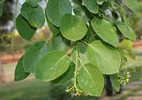 fragrant manjack