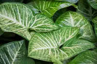 African Mask (Alocasia 'Amazonica') plant