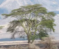 fever tree