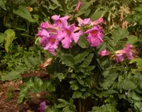 hardy gloxinia