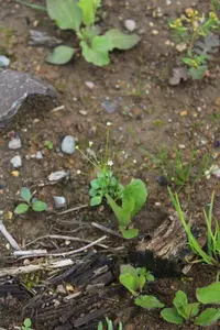 filiform rockjasmine (Androsace filiformis) plant