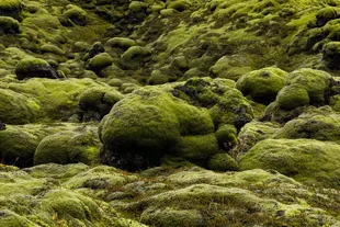 mosses