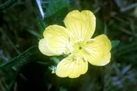 meadow evening primrose (Oenothera pilosella) plant
