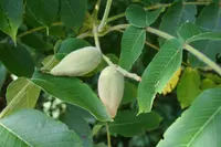 Manchurian walnut