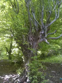 Persian ironwood