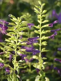 Mexican Sage