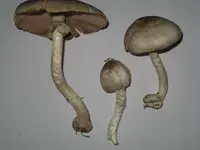 inky mushroom