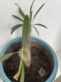 Madagascar palm photo by a Botan App user