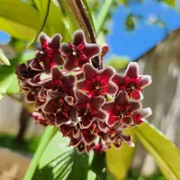 Wax Plant (Hoya pubicalyx 'Royal Hawaiian Purple') plant