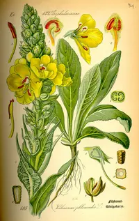 orange mullein (Verbascum phlomoides) plant