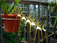 Cricket orchid (Brassia caudata) plant