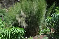 Branch Broomreed