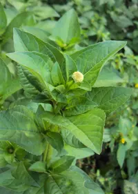 Acmella radicans