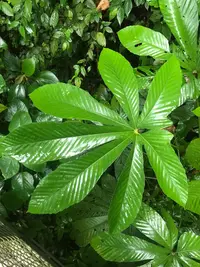 Pourouma bicolor