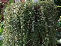 String of Turtles (Peperomia prostrata) plant
