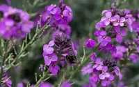 Mirabilis elegans