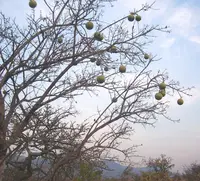 Natal orange