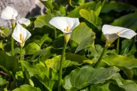 Zantedeschia aethiopica white flowers