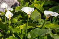 Zantedeschia aethiopica white flowers