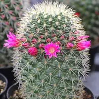 Mammillaria spinosissima cactus
