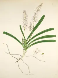 Multi-flowered Aerides