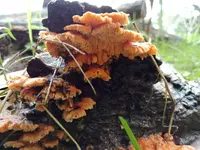 Cerrena zonata
