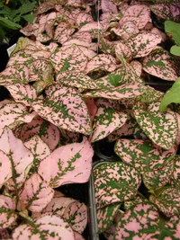 Polka Dot Plant