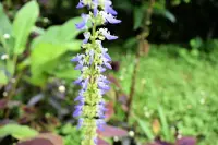 Coleus scutellarioides
