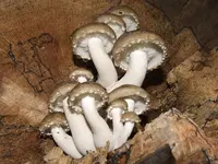 Elm Mushroom