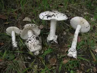 Western Destroying Angel