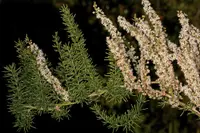 Sprenger's asparagus (Asparagus aethiopicus) plant
