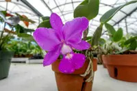 Walker's Cattleya (Cattleya walkeriana) plant