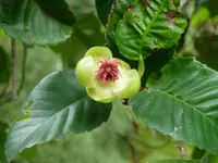 Philippine dillenia