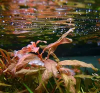 Ludwigia inclinata var. verticillata 'Pantanal'