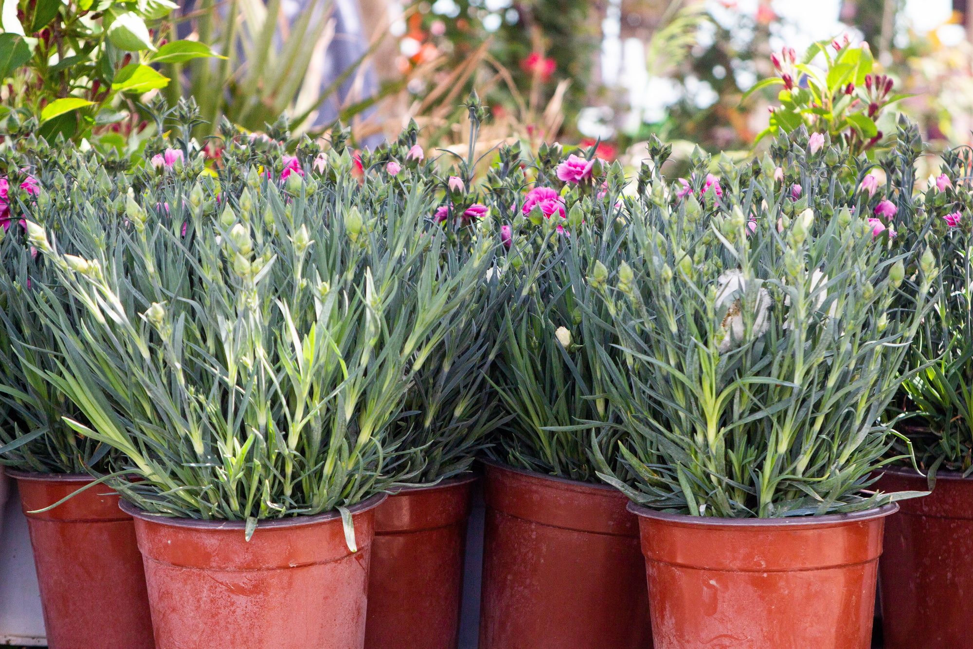 Large or Fast-Growing Plants