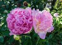 Peony (Paeonia lactiflora 'Raspberry Sundae') plant
