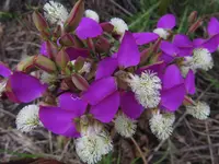 Butterfly Falsepea