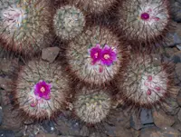 Silken Pincushion Cactus