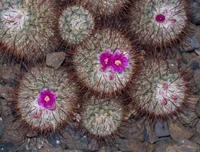 Silken Pincushion Cactus (Mammillaria bombycina) plant
